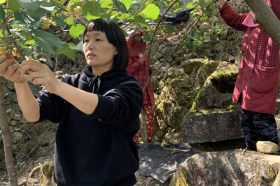 农村实用人才带头人丨典型案例林凤兰:能人引路山林生“金”