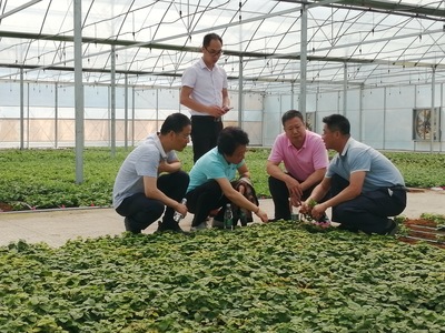 探秘柘荣“名特优新农产品”太子参 村企共建振兴产业